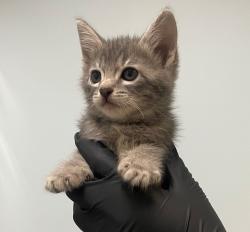 Shelter Stray Female Cat last seen Near Guy Street, San Diego, CA, 92103, 5500 Gaines St, San Diego, CA 92110, USA