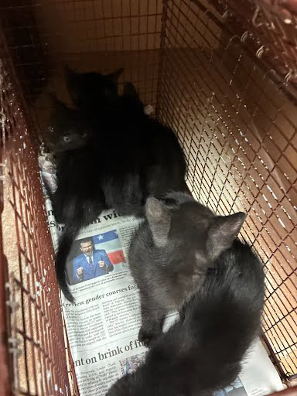Shelter Stray Female Cat last seen Near E 20th Street, AUSTIN, TX, 78722, 7201 Levander Loop bldg a, Austin, TX 78702, USA