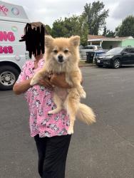 Reunited Female Dog last seen Saticoy / wilbur, Los Angeles, CA 91335