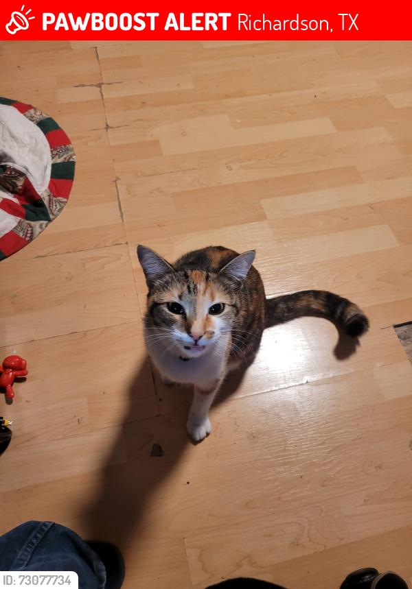 Lost Female Cat last seen Frances Way and Dorothy, Richardson, TX 75081
