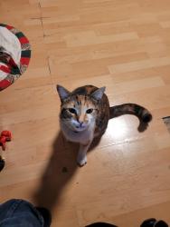 Lost Female Cat last seen Frances Way and Dorothy, Richardson, TX 75081