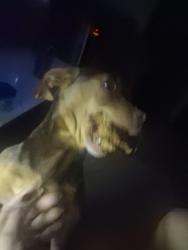 Lost Male Dog last seen The flea market is right across the street from where he was last, Louisville, KY 40215