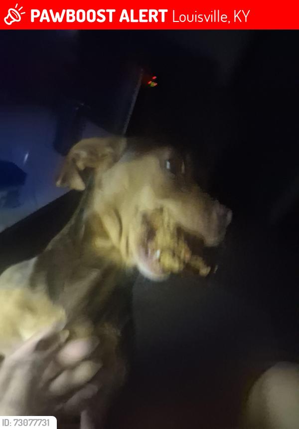 Lost Male Dog last seen The flea market is right across the street from where he was last, Louisville, KY 40215