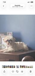 Lost Female Dog last seen Waggoner dr, Rushville, IN 46173