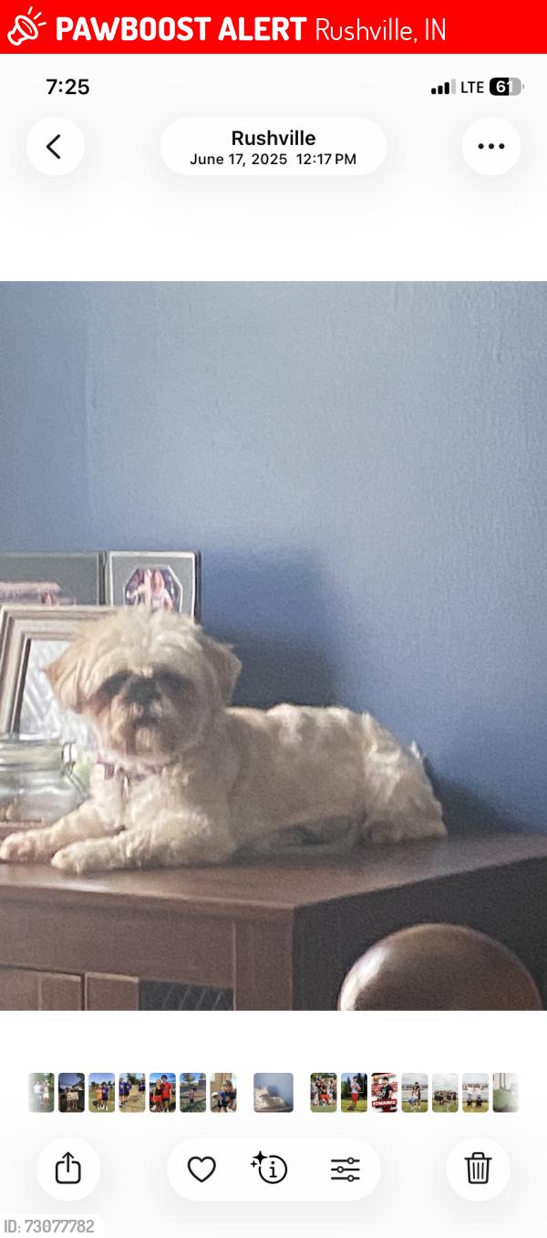 Lost Female Dog last seen Waggoner dr, Rushville, IN 46173