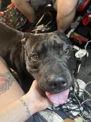 Found/Stray Male Dog last seen By park row and fry, Houston, TX 77084