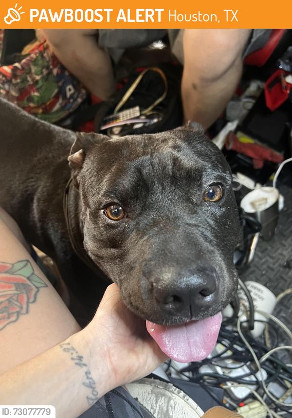 Found/Stray Male Dog last seen By park row and fry, Houston, TX 77084