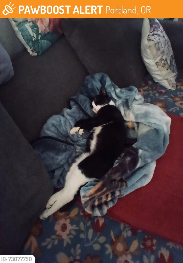 Found/Stray Male Cat last seen Off N Wall Ave.,, Portland, OR 97203