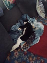 Found/Stray Male Cat last seen Off N Wall Ave.,, Portland, OR 97203