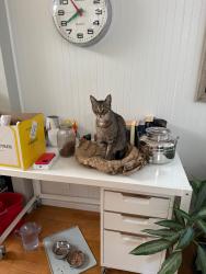 Reunited Male Cat last seen Piedmont Park , Piedmont, CA 94611