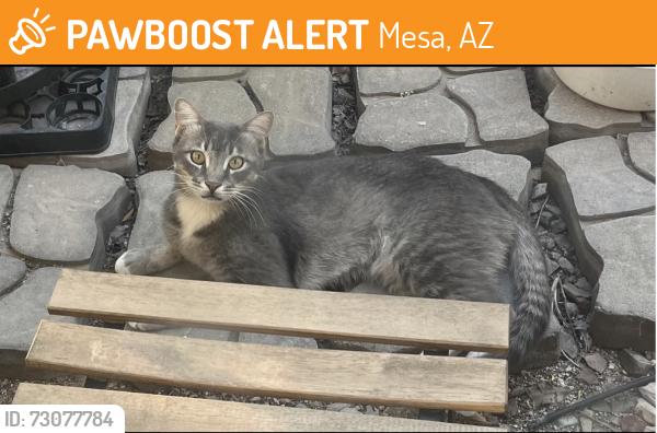 Found/Stray Unknown Cat last seen Mountain Rd and Warner, Mesa, AZ 85212