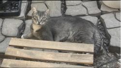 Found/Stray Unknown Cat last seen Mountain Rd and Warner, Mesa, AZ 85212