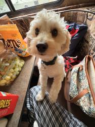 Lost Male Dog last seen Carr street North Tonawanda , North Tonawanda, NY 14120