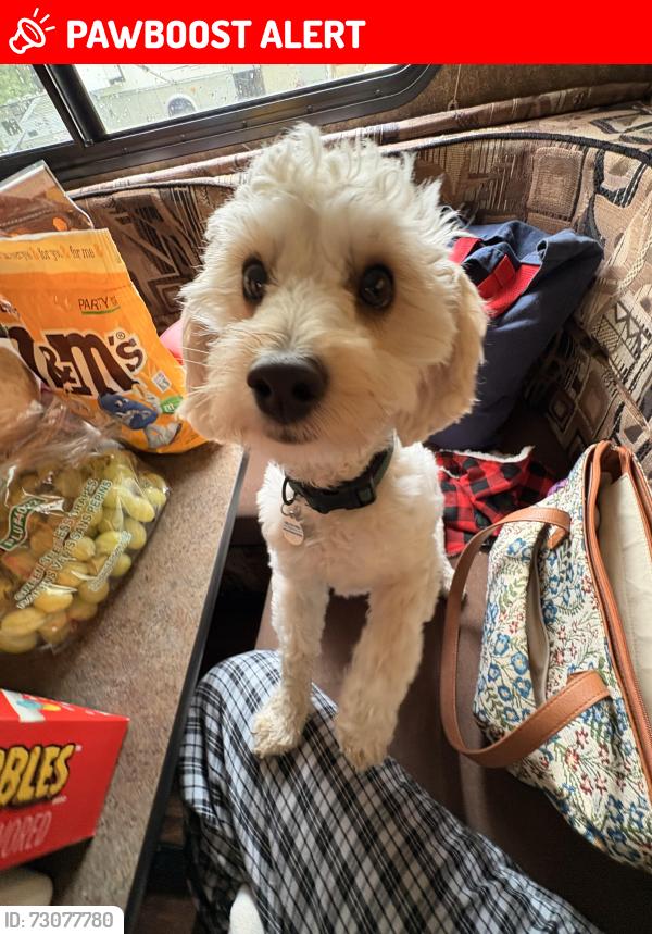 Lost Male Dog last seen Carr street North Tonawanda , North Tonawanda, NY 14120