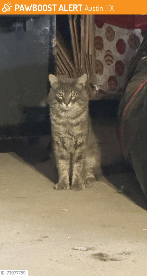 Found/Stray Unknown Cat last seen Domain Northside , Austin, TX 78758