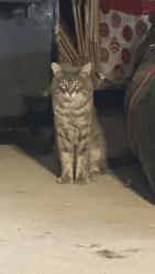 Found/Stray Unknown Cat last seen Domain Northside , Austin, TX 78758