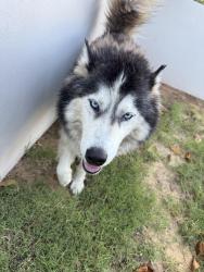 Found/Stray Male Dog last seen 63rd and Villa, Oklahoma City, OK 73116