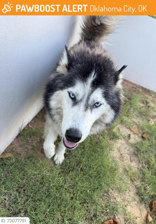Found/Stray Male Dog last seen 63rd and Villa, Oklahoma City, OK 73116