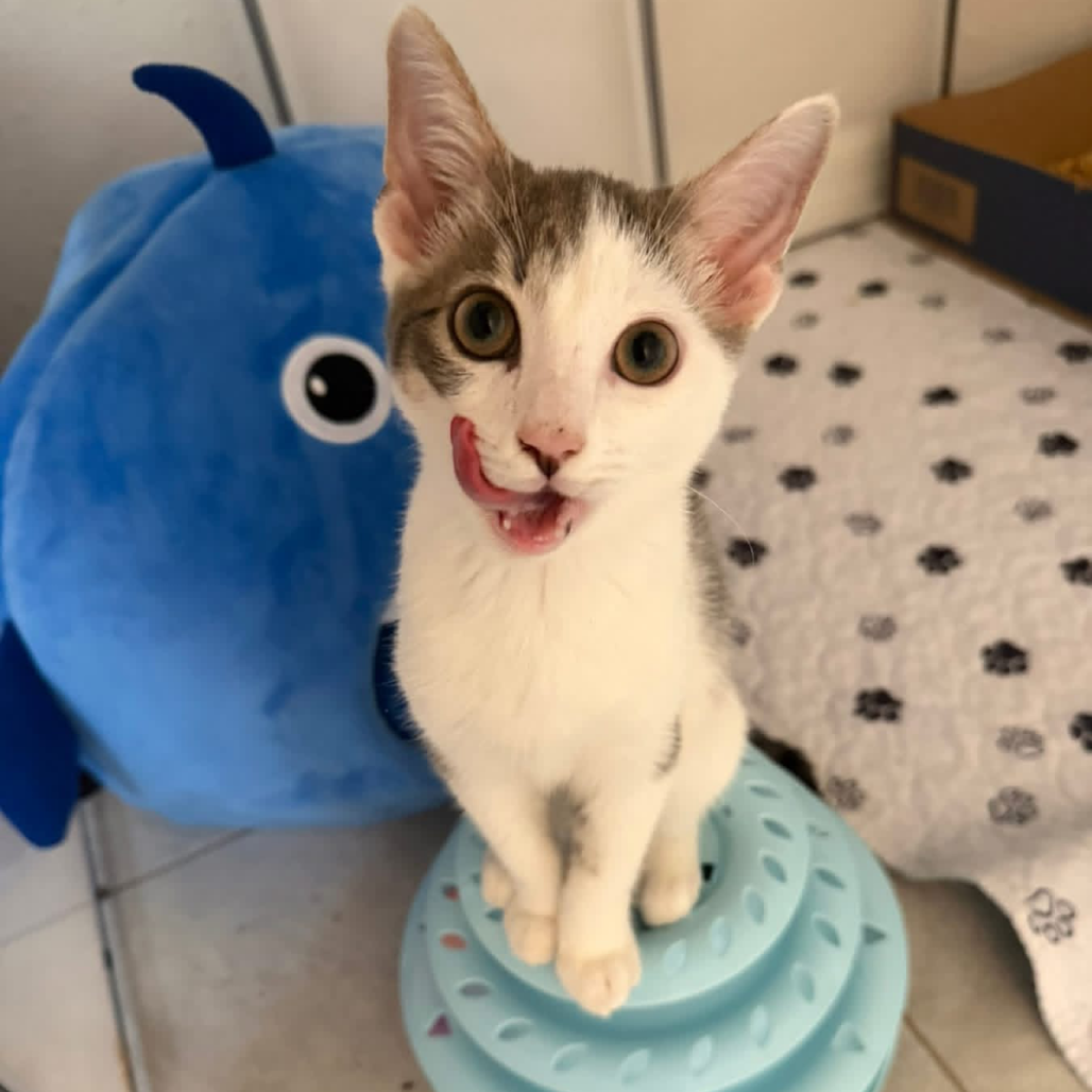 Shelter Stray Male Cat last seen , 8020 Washington St, Port Richey, FL 34668, USA