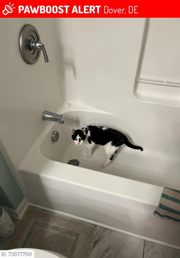 Lost Female Cat last seen Near Stockton Lane Dover DE, Dover, DE 19904