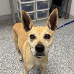 Shelter Stray Female Dog last seen , 328 Furman Hall Rd, Greenville, SC 29609, USA