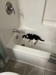Lost Female Cat last seen Near Stockton Lane Dover DE, Dover, DE 19904