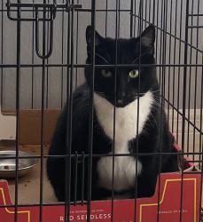 Reunited Female Cat last seen Eagle Creek, Hatherton Cir Orlando, Orlando, FL 32832