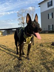 Lost Female Dog last seen Folly road, Walmart area, Charleston, SC 29412