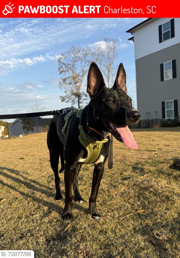 Lost Female Dog last seen Folly road, Walmart area, Charleston, SC 29412