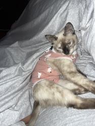 Lost Female Cat last seen Whitsett Ave & Saticoy St., Los Angeles, CA 91605