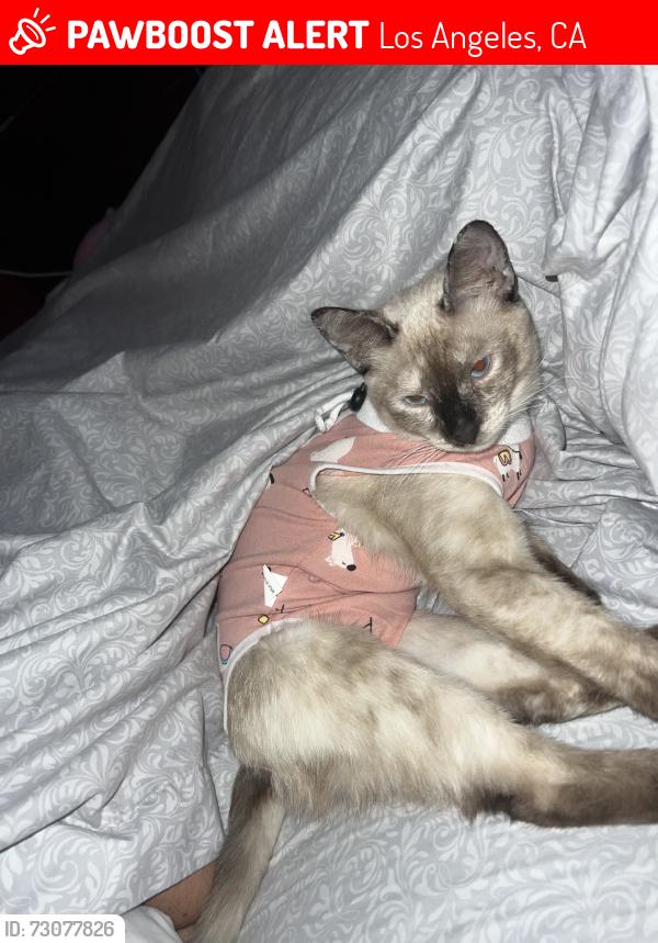 Lost Female Cat last seen Whitsett Ave & Saticoy St., Los Angeles, CA 91605