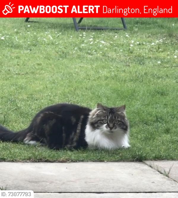 Lost Female Cat last seen Coleridge Gardens, Darlington, England 