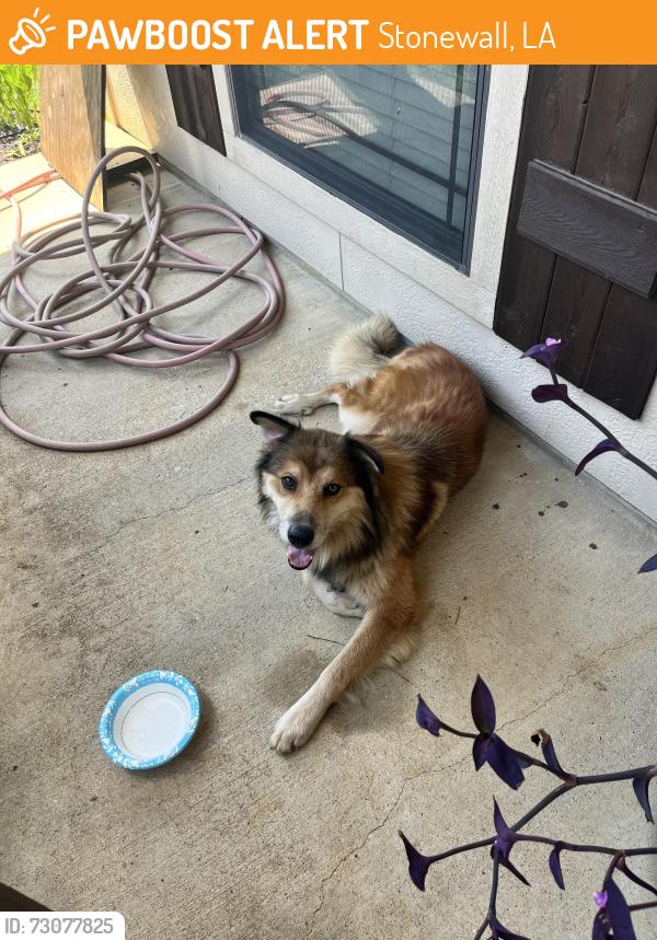 Found/Stray Male Dog last seen Misslebase, Stonewall, LA 71078