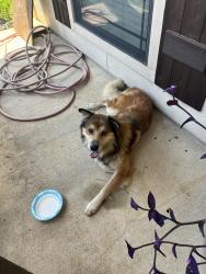 Found/Stray Male Dog last seen Misslebase, Stonewall, LA 71078