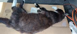 Found/Stray Male Cat last seen Wise ave NW North Canton ohio, North Canton, OH 44720