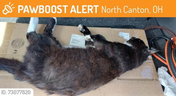 Found/Stray Male Cat last seen Wise ave NW North Canton ohio, North Canton, OH 44720