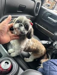 Lost Female Dog last seen Ave V and east 7th , Brooklyn, NY 11223