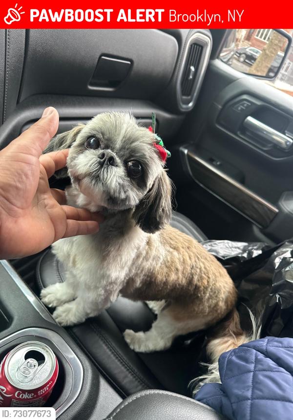 Lost Female Dog last seen Ave V and east 7th , Brooklyn, NY 11223