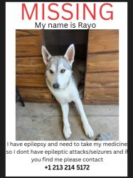 Lost Male Dog last seen Near y avalon, Los Angeles, CA 90003