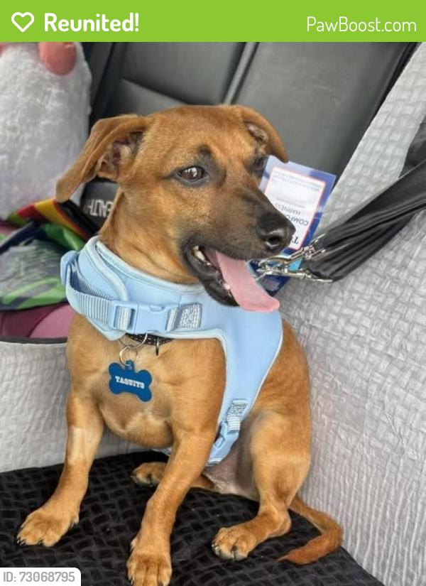 Reunited Male Dog last seen Country Club ests, Long Grove, IL, Long Grove, IL 60047