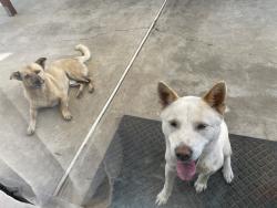 Lost Male Dog last seen Manzanita park, Hacienda Heights, CA 91745