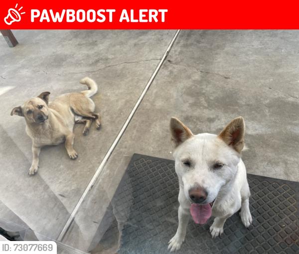 Lost Male Dog last seen Manzanita park, Hacienda Heights, CA 91745