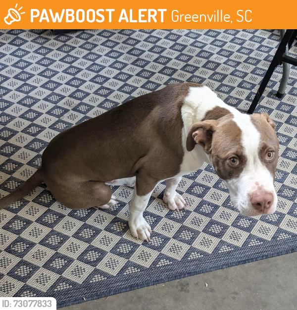Found/Stray Male Dog last seen Independence office complex, Greenville, SC 29615