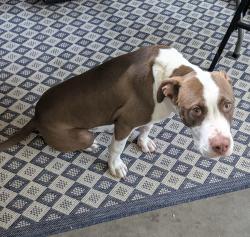 Found/Stray Male Dog last seen Independence office complex, Greenville, SC 29615