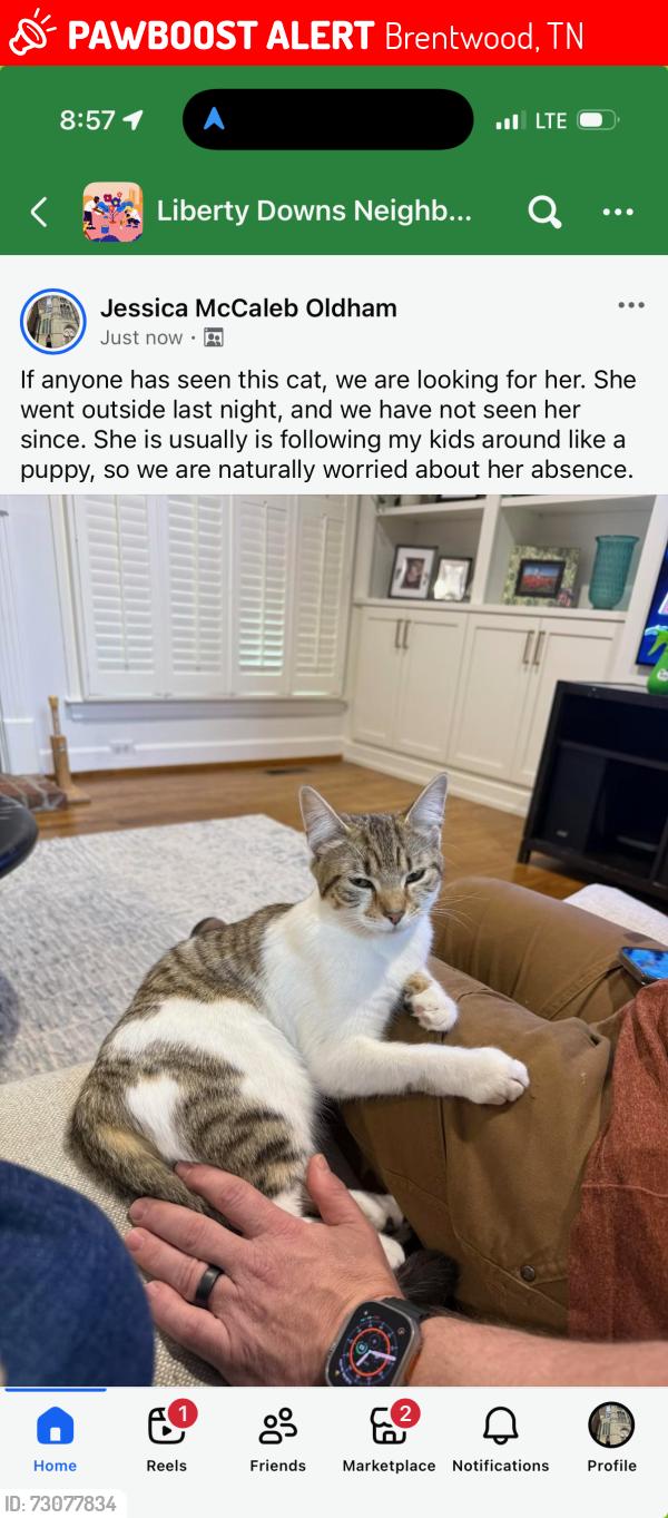 Lost Female Cat last seen Concord and Green Hill Blvd, Brentwood, TN 37027