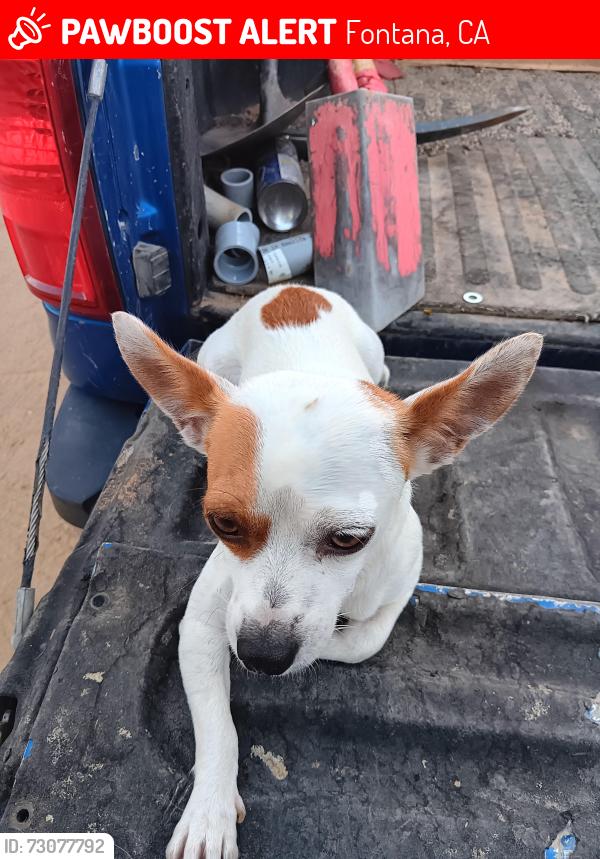 Lost Male Dog last seen Veterans Park 17255 Merrill Ave, Fontana, CA 92335, Fontana, CA 92336