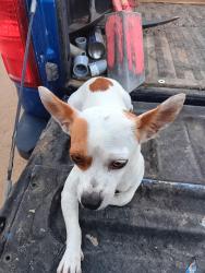 Lost Male Dog last seen Veterans Park 17255 Merrill Ave, Fontana, CA 92335, Fontana, CA 92336
