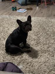 Lost Female Dog last seen Reina Rd and Jewetta Ave, Bakersfield, CA 93312