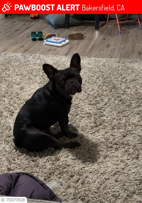 Lost Female Dog last seen Reina Rd and Jewetta Ave, Bakersfield, CA 93312