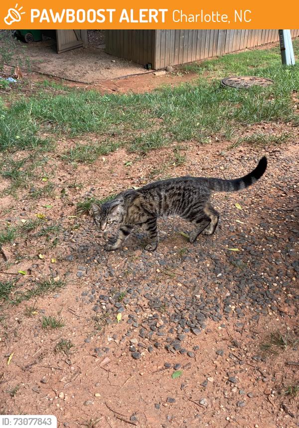 Found/Stray Unknown Cat last seen knightsbridge road and regent park lane, 28210, Charlotte, NC 28210